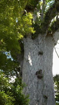Giant Kauri tree (Tāne Mahuta) in Waipoua Forest of Northland. Vertical
