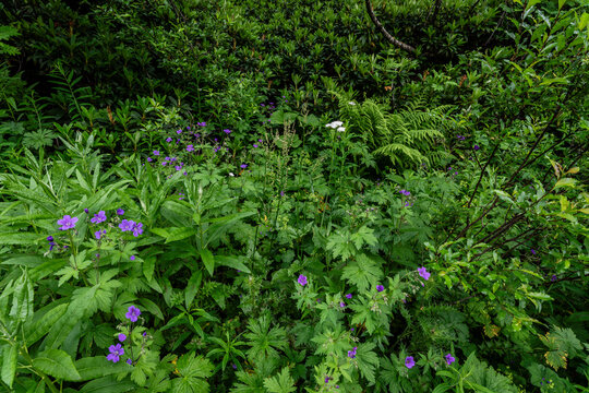 shrubby undergrowth, Zhabeshi valley, Upper Svaneti, Caucasus mountain range, Georgia