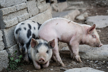 piglets in the street, Adishi village, trans-Caucasian trail, Upper Svaneti, Caucasus mountain range, Georgia © Tolo