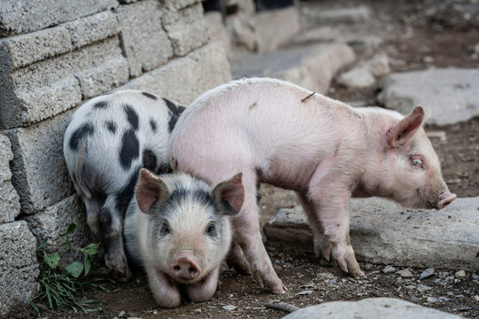 piglets in the street, Adishi village, trans-Caucasian trail, Upper Svaneti, Caucasus mountain range, Georgia