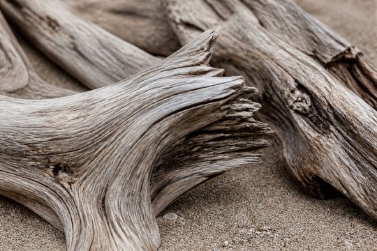 Weathered driftwood resting on sandy beach closeup
