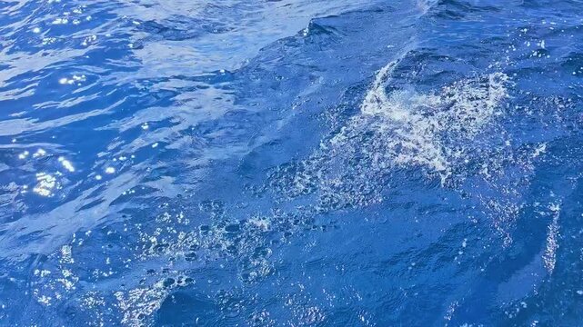 Barracuda release beside a fishing boat in clear blue tropical water, showing gloved hand holding silver fish over foamy waves, sunlit ocean surface, and responsible sport fishing action.