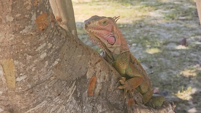 Detailed iguana wildlife shot showing scaly head, pink throat patch, orange crest, and sharp claws as it rests on a tropical tree surrounded by bark, shade, and dry grass.
