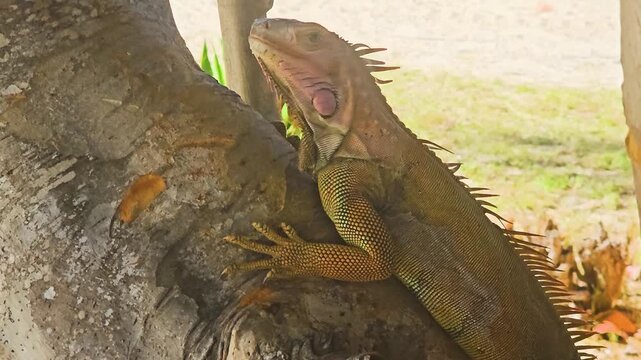 Close-up of an iguana gripping a tree fork in a tropical garden, with orange crest, green scales, textured bark, sandy ground, soft shadows, and natural island habitat details.