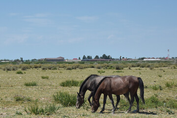 Fototapeta premium Scenic wide landscape of horses grazing in a green grass pasture meadow with a line of trees on the horizon under a clear blue sunny sky with empty copy space