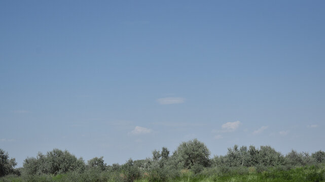 Scenic landscape view of a green tree line and shrubs along the horizon under a vast clear blue sky on a bright sunny day with empty copy space for text