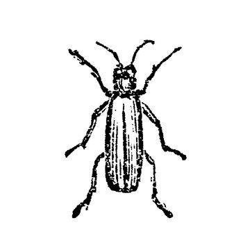 Spanish fly beetle with textured body, antennae, and legs, old vintage illustration, 1897.