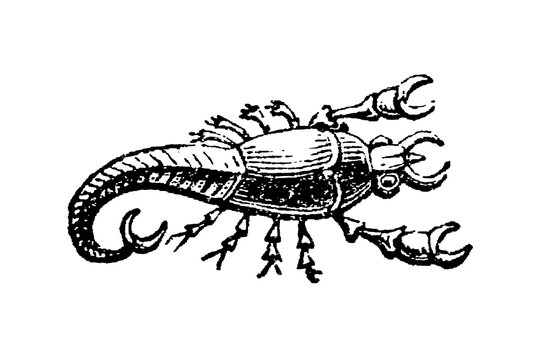 Cancer zodiac crab with detailed claws, segmented body, and curled tail, old vintage illustration, 1897.