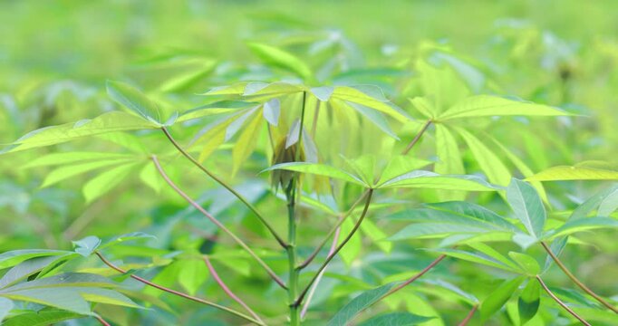 Cassava plants with fresh green leaves growing in a tropical farm under natural light, sustainable agriculture, food crops, cultivation, and rural farming