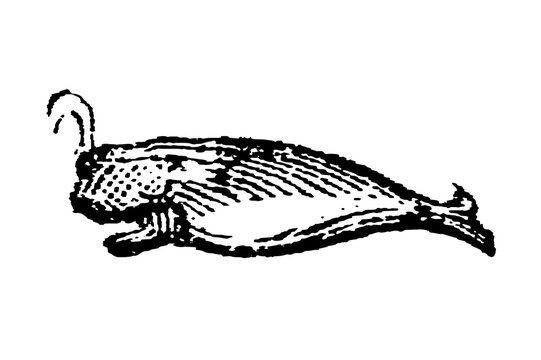 Sperm whale with textured strokes and spouting water, old vintage illustration, 1897.