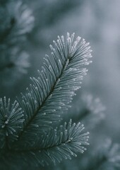 Obraz premium Frosted pine branch winter elegance.
