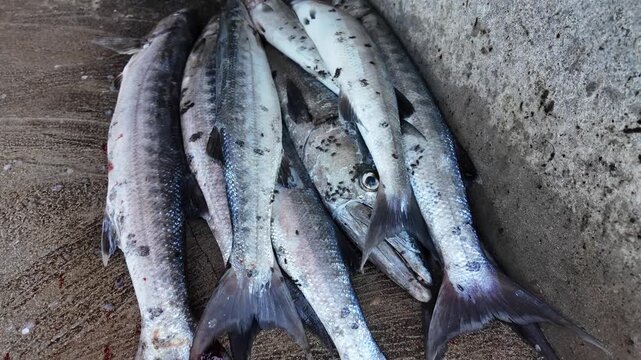 Freshly caught barracuda fish ready for processing in Caribbean