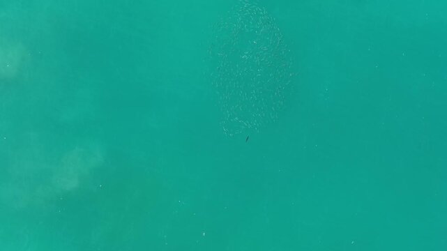 Top down aerial of a rooster fish hunting a mullet school in Cabo San Lucas.