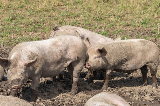 Muddy Organic Pig Wallowing on a Free Range Farm