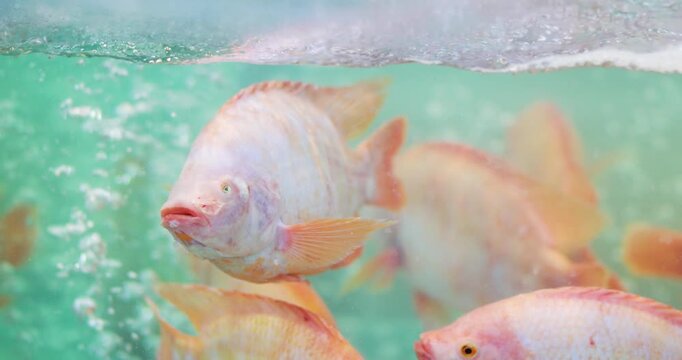 Fresh red tilapia  in an aerated water tank, freshness and food supply, freshwater fish farming and aquatic life in a fish tank, and live fish for consumption