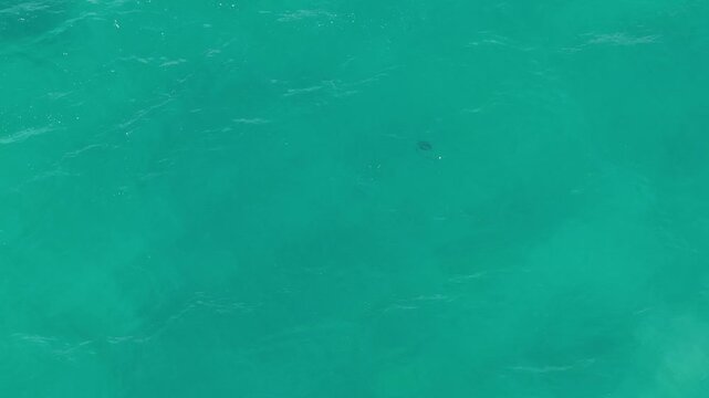 Top down aerial of fish swimming in turquoise ocean in Cabo San Lucas, Mexico