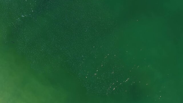Aerial top down view of rooster fish hunting mullet in Cabo San Lucas, Mexico.