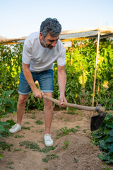 Man gardening hoeing soil in organic vegetable garden © Miquel