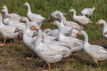 Flock of Organic Free Range White Geese on a Farm Pasture © LeonHansenPhoto