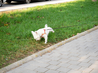 Naklejka premium White west highland terrier urinating on green grass next to a sidewalk