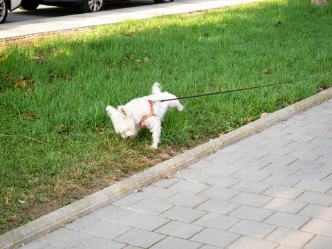 White west highland terrier urinating on green grass next to a sidewalk
