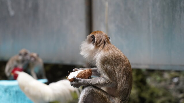 Monkey with Coconut Eating in Natural Habitat