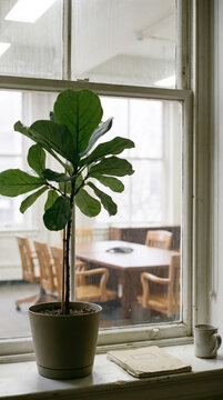 Potted fiddle leaf plant on windowsill overlooking quiet office meeting room