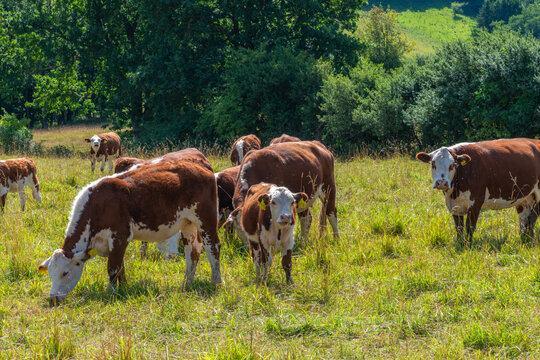 Organic Grass Fed Cattle Grazing by the Forest