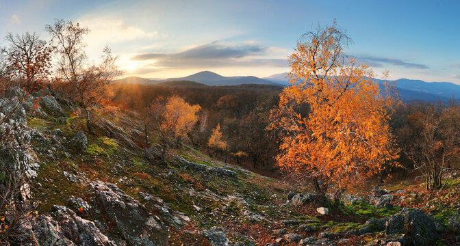 Sunset in an autumn birch grove with golden leaves and sunrays cutting through the trees on a sunny evening during the fall.