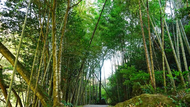 Gentle Breeze Swaying Green Bamboo Grove with Sunlight Filtering Through Leaves in Japan - 日本 竹林にそよぐ心地よい風と葉の間から差し込む木漏れ日が織りなす和の静寂風景
