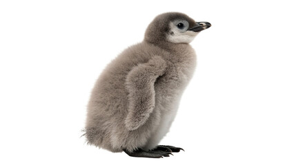 Cute small fluffy penguin chick standing profile wildlife isolated on transparent background © harrington