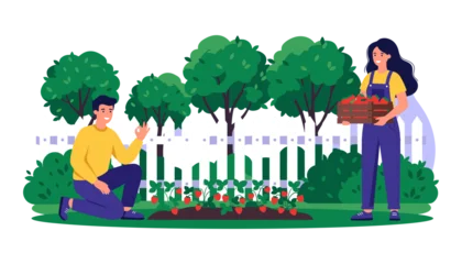 Fotobehang Boerderij Happy couple harvesting fresh red strawberries in garden flat cartoon vector illustration isolated on white background scene  © Monzurul