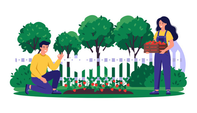 Happy couple harvesting fresh red strawberries in garden flat cartoon vector illustration isolated on white background scene
