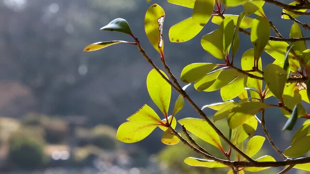 Sunlit Green Leaves on Tree Branch in Tokyo Park