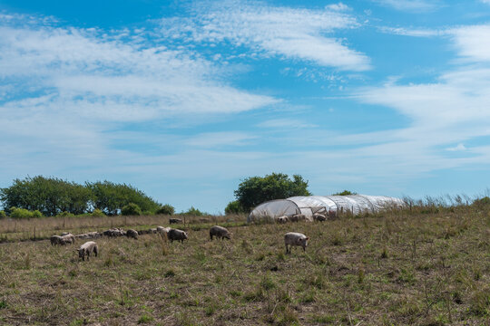 Organic Free Range Pigs by Polytunnel Shelter on a Farm