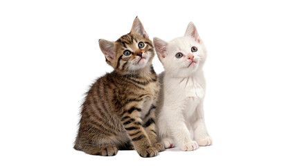 Two cute small fluffy tabby kittens sitting together family isolated on transparent background © harrington