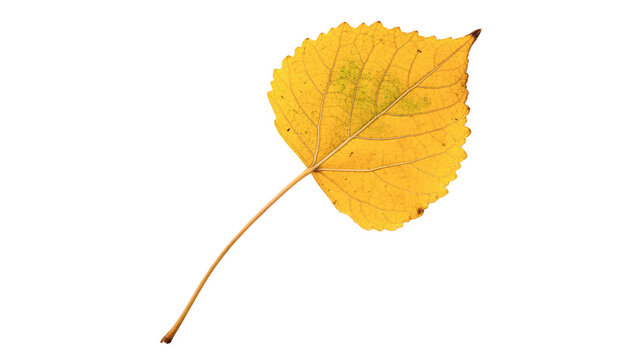 Single dry yellow autumn birch tree leaf close up isolated on transparent background