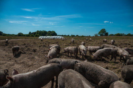 Herd of Organic Free Range Pigs on an Outdoor Farm Pasture