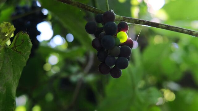 Close-up of ripe dark grapes hanging on a vine with lush green leaves in a sunny vineyard. Agricultural concept of autumn harvest, winemaking, and organic farming against a soft bokeh background.