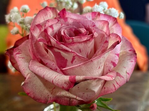 Rose 