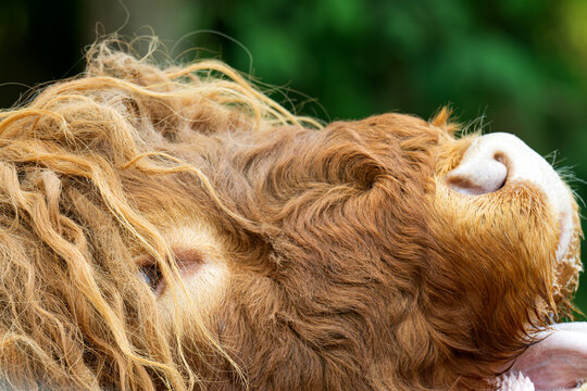 Highland cow bull. Wild animal and wildlife. Animal in zoo. Highland cow bull in zoo park. Wildlife and fauna.