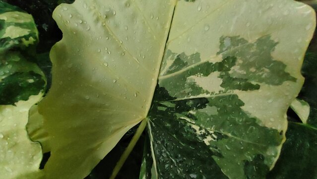 Variegated green leaf covered in fresh raindrops.
