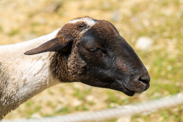 black-headed lamb in a farm © ksena32
