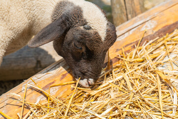 black-headed lamb in a farm © ksena32