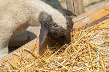 black-headed lamb in a farm © ksena32