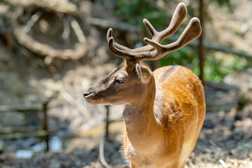 Obraz premium Head of horned axis deer (scientific name: Axis axis) also known as spotted deer and chital.