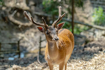 Obraz premium Head of horned axis deer (scientific name: Axis axis) also known as spotted deer and chital.