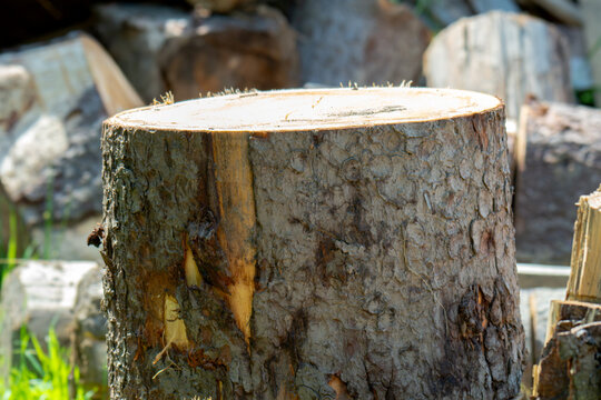 Fresh firewood stacked in piles