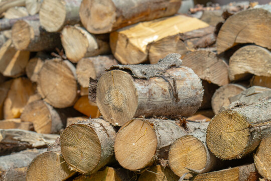Fresh firewood stacked in piles