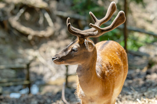 Head of horned axis deer (scientific name: Axis axis) also known as spotted deer and chital.